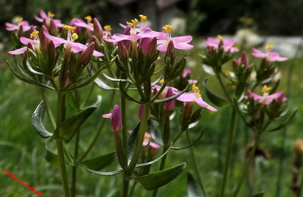 Centaurium erythraea