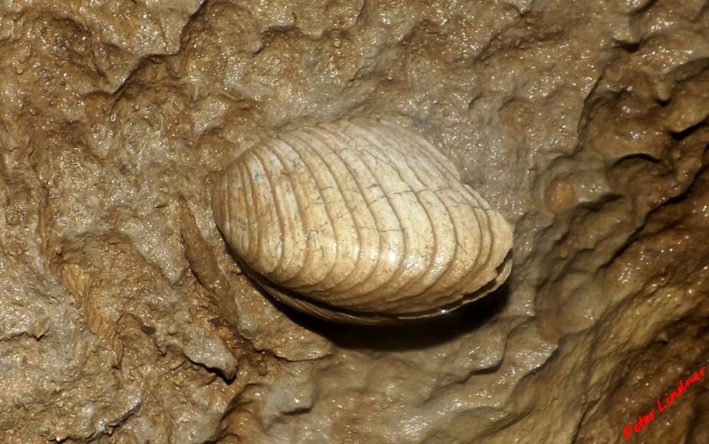 Fossile speleo