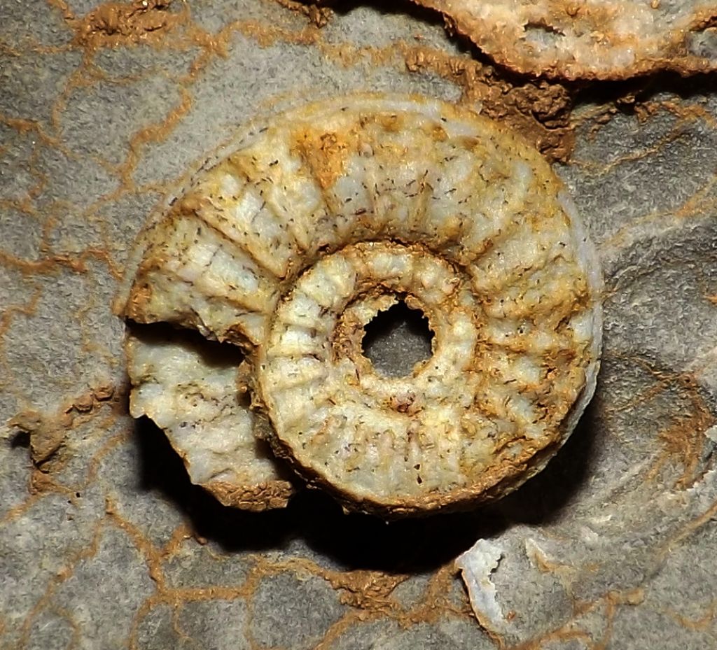 ammonite speleo