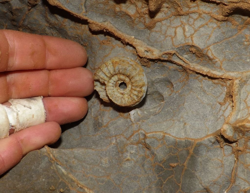 ammonite speleo