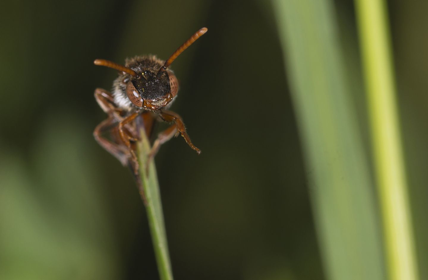 Nomada sp.