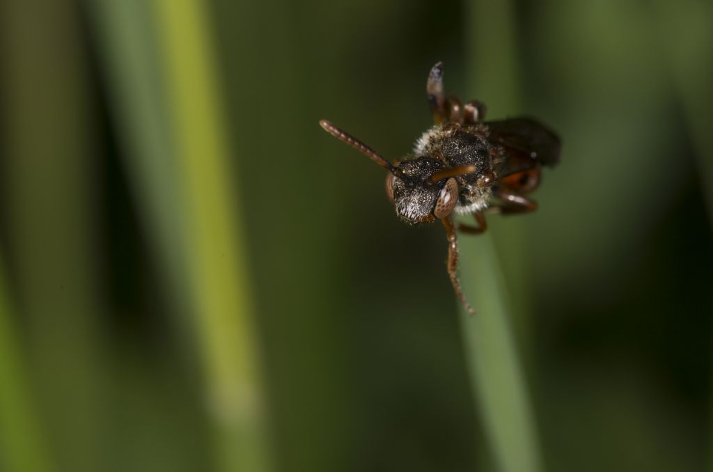 Nomada sp.