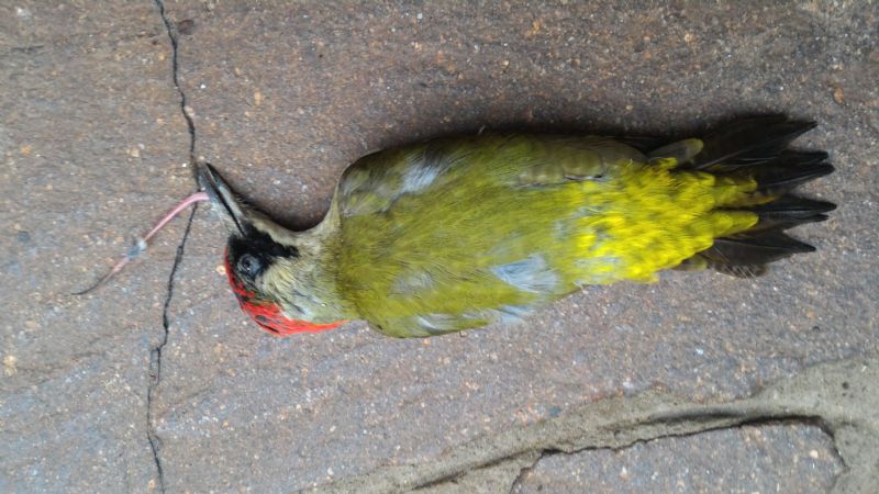 Riconoscimento uccello:  Picus viridis / picchio verde (Picidae)