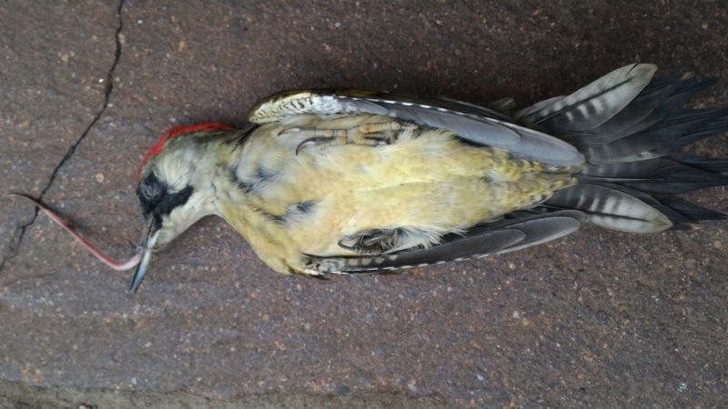 Riconoscimento uccello:  Picus viridis / picchio verde (Picidae)