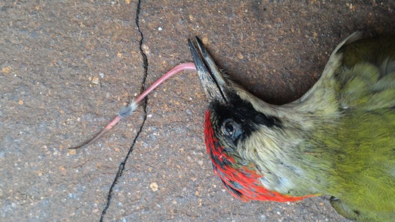 Riconoscimento uccello:  Picus viridis / picchio verde (Picidae)