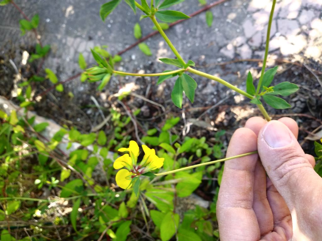 Identificazione lotus cornicolatus.