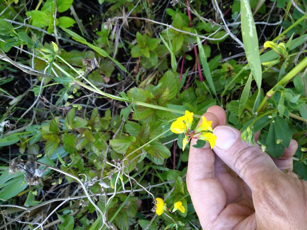 Identificazione lotus cornicolatus.