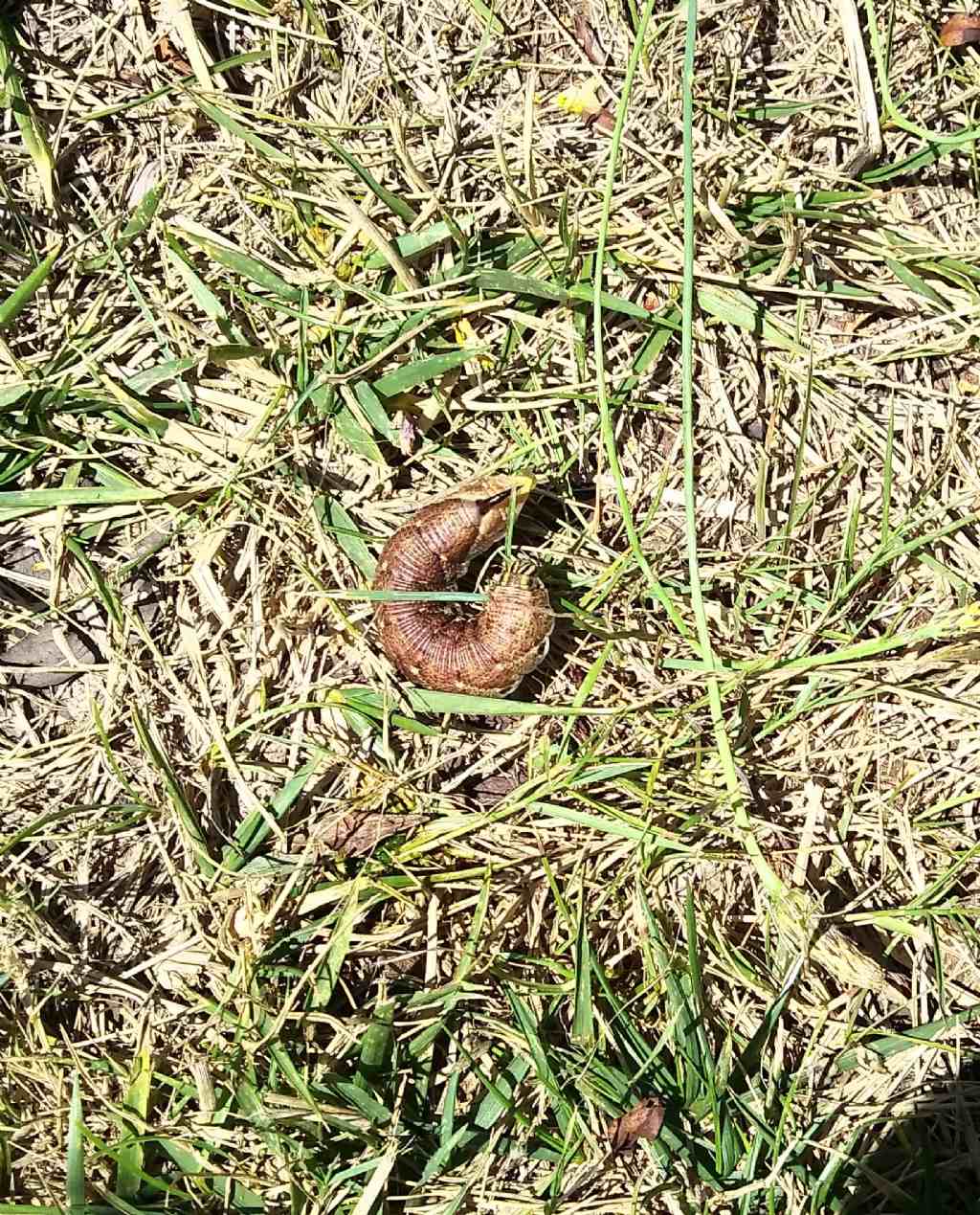 Che animale ? larva di Agrius convolvuli - Sphingidae