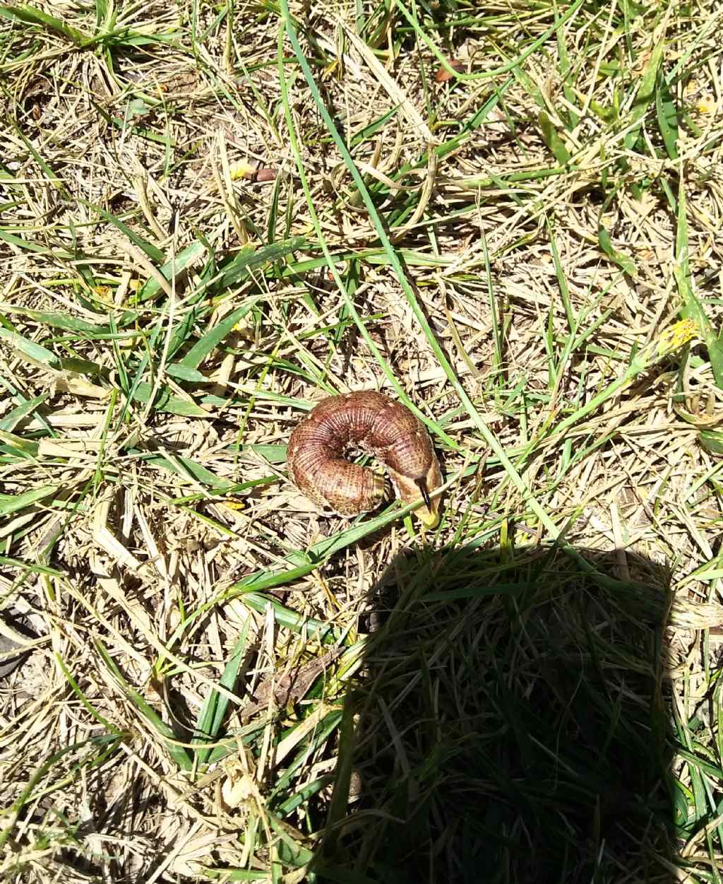 Che animale ? larva di Agrius convolvuli - Sphingidae