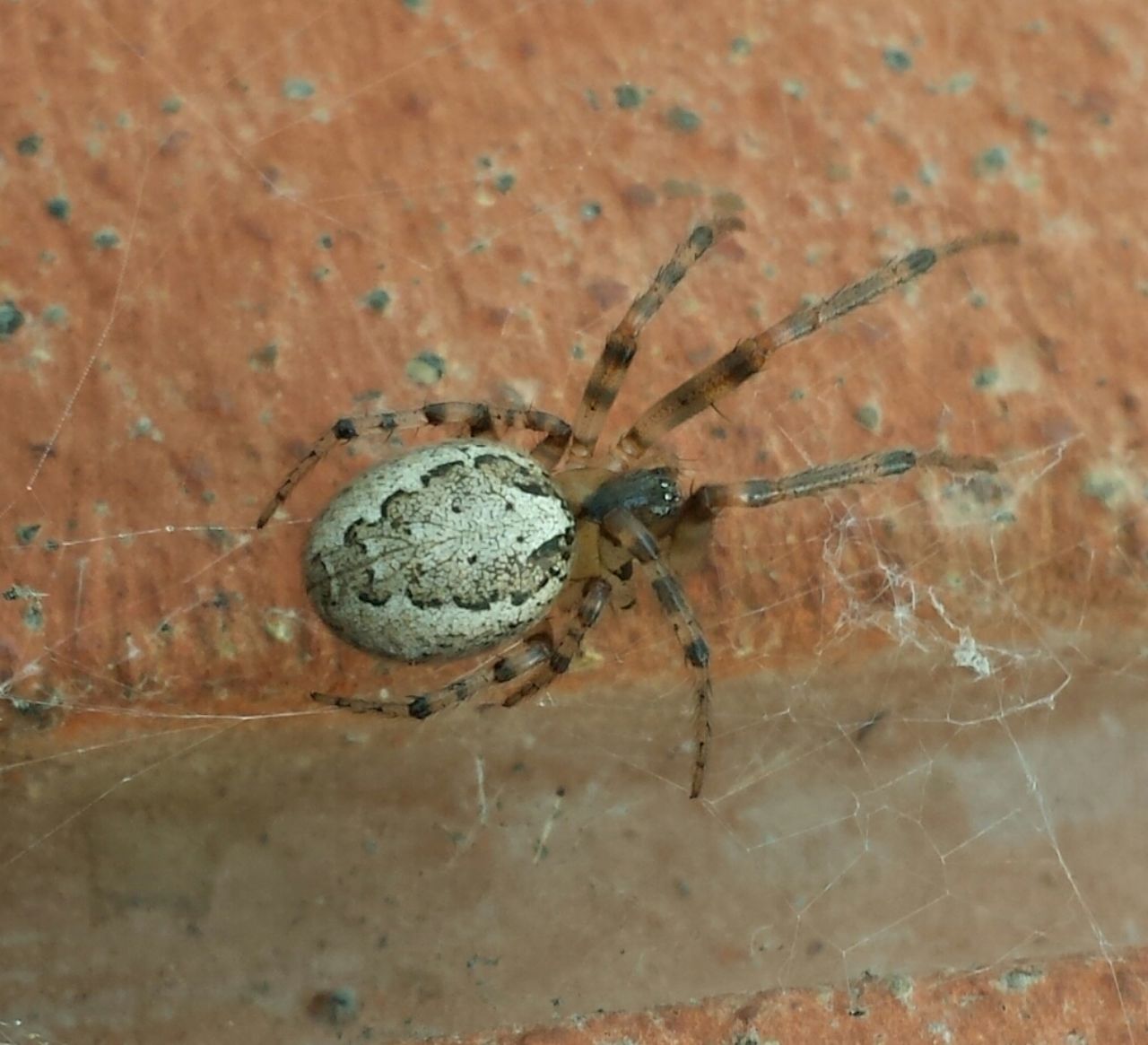 Araneidae : Zygiella cfr. x-notata  - Milano