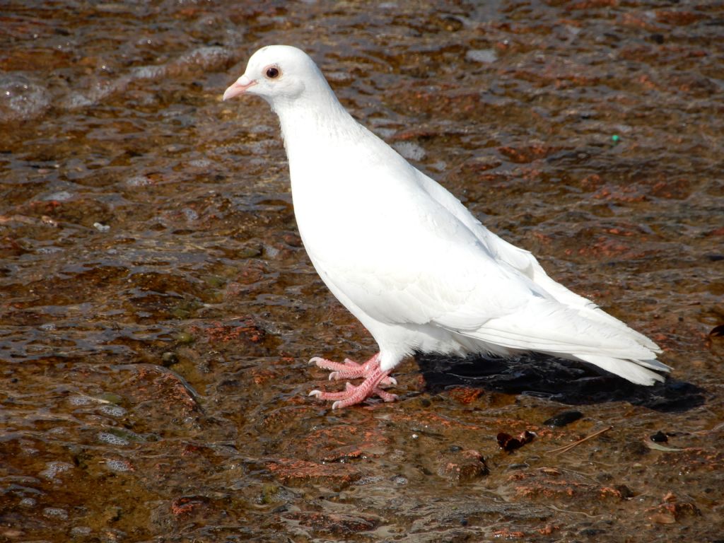 Riconoscimento uccello