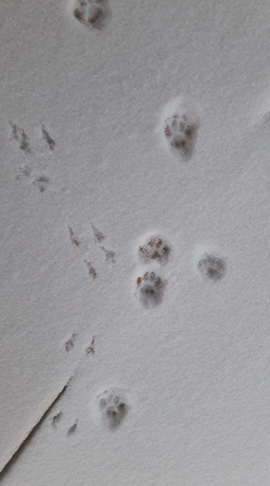 orme sulla neve campagna toscana