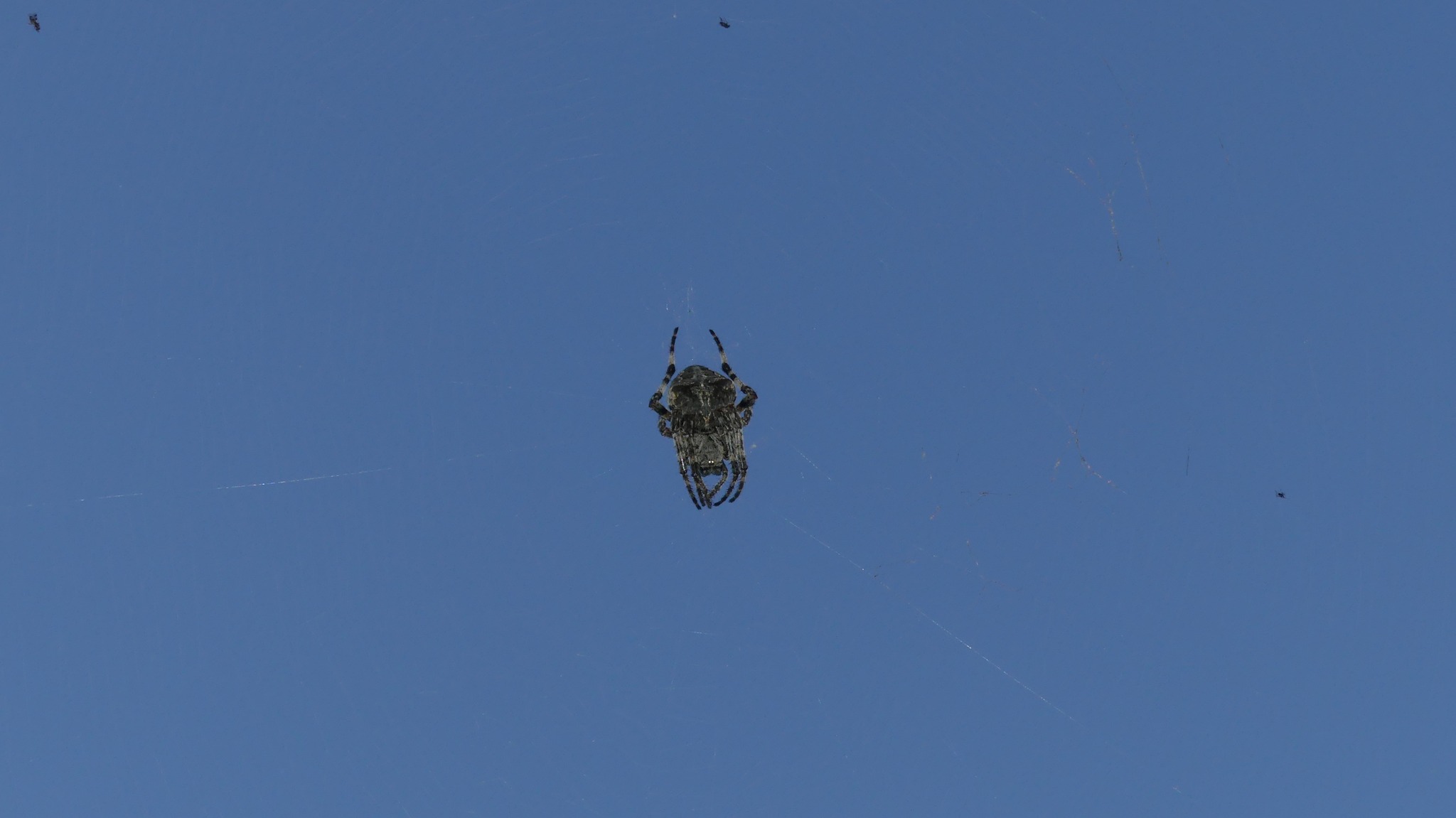 Araneus angulatus  alla retina di casa