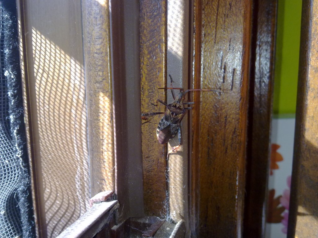 Coreidae: Leptoglossus occidentalis delle Marche (MC)