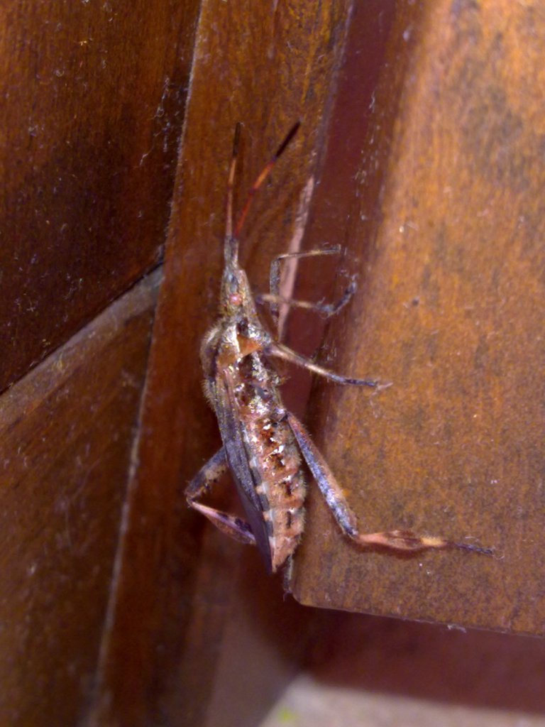 Coreidae: Leptoglossus occidentalis delle Marche (MC)