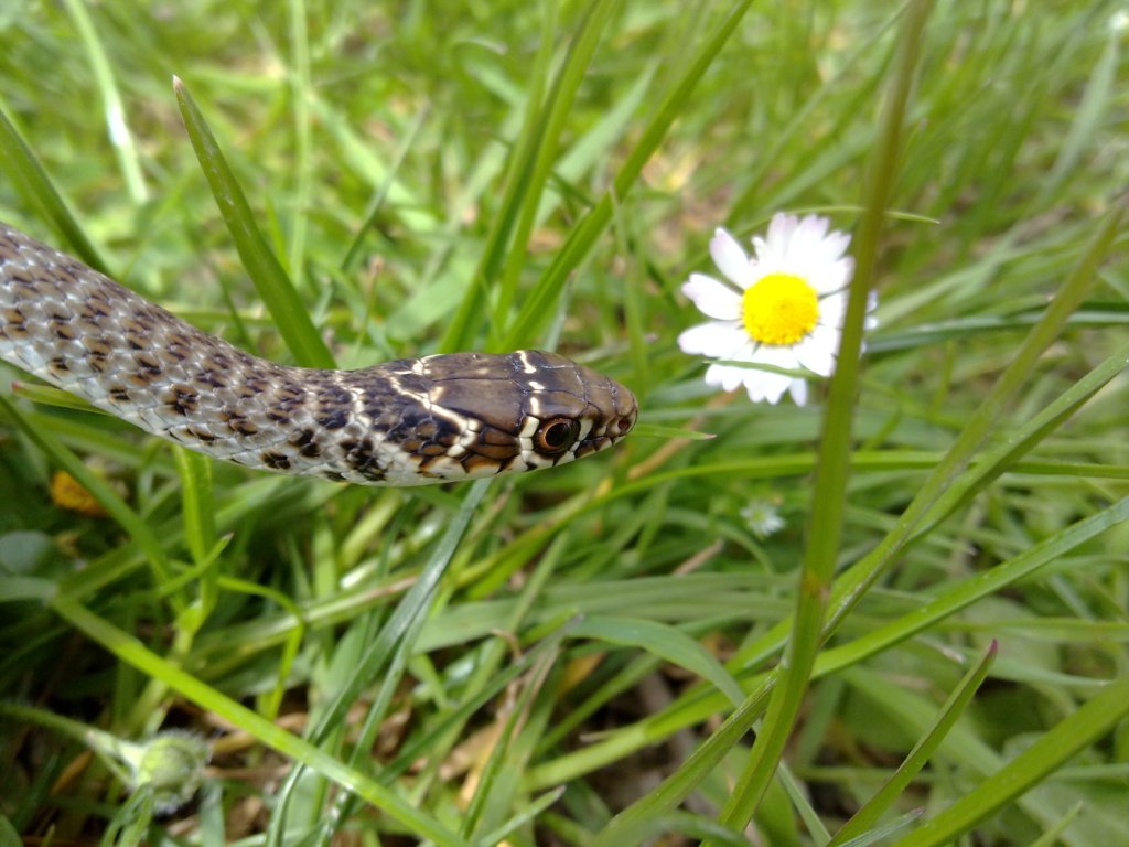 Natrix Natrix ? No Hierophis viridiflavus!