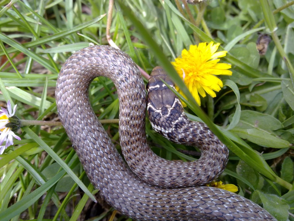 Natrix Natrix ? No Hierophis viridiflavus!