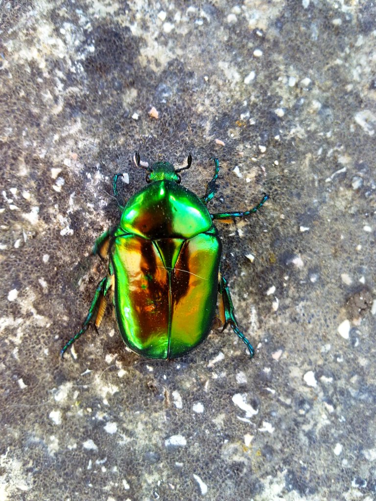 Coleottero verde da ID: Cetonischema aeruginosa?