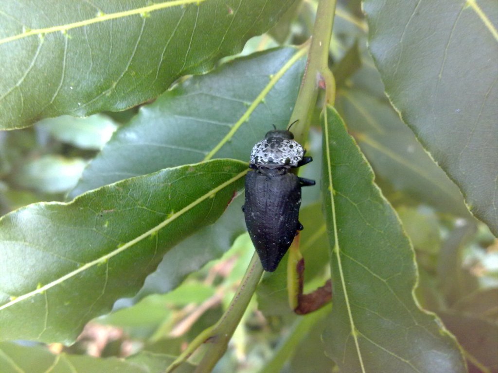 Buprestidae da ID - Capnodis tenebrionis