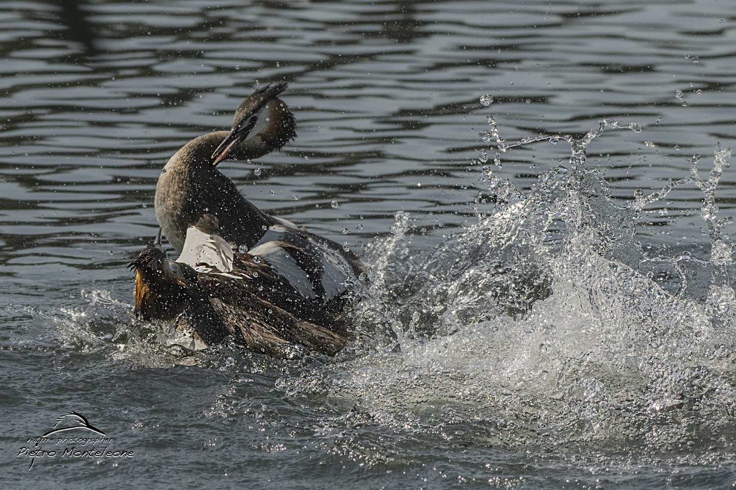 baruffa tra svassi maggiori (Podiceps cristatus)