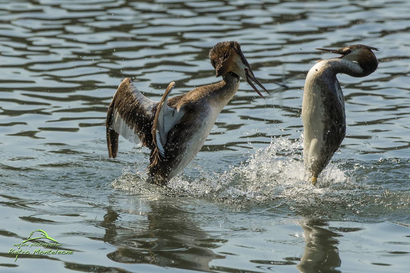 baruffa tra svassi maggiori (Podiceps cristatus)