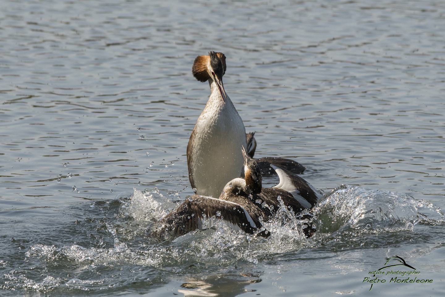 baruffa tra svassi maggiori (Podiceps cristatus)