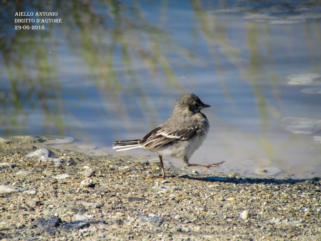 Ballerina bianca (Motaciilla alba) juv