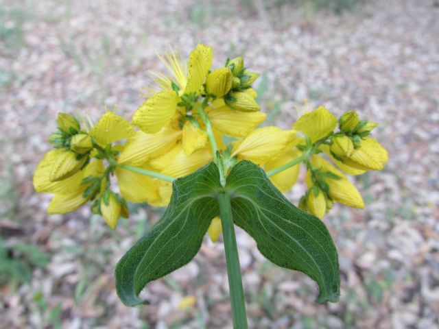 Hypericum perfoliatum