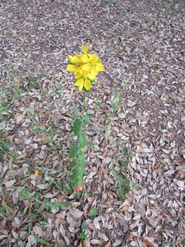 Hypericum perfoliatum