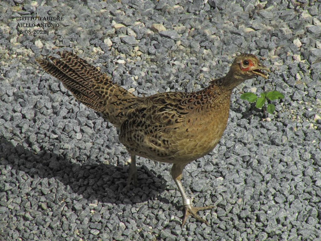 Fagiano ( Phasianus colchicus), femmina