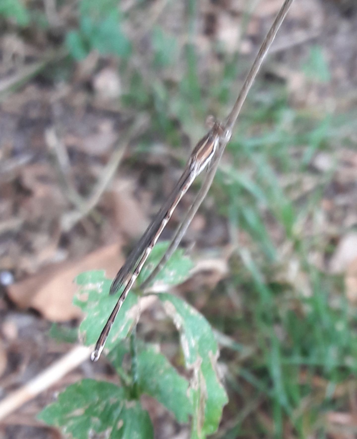 Libellula bianca?