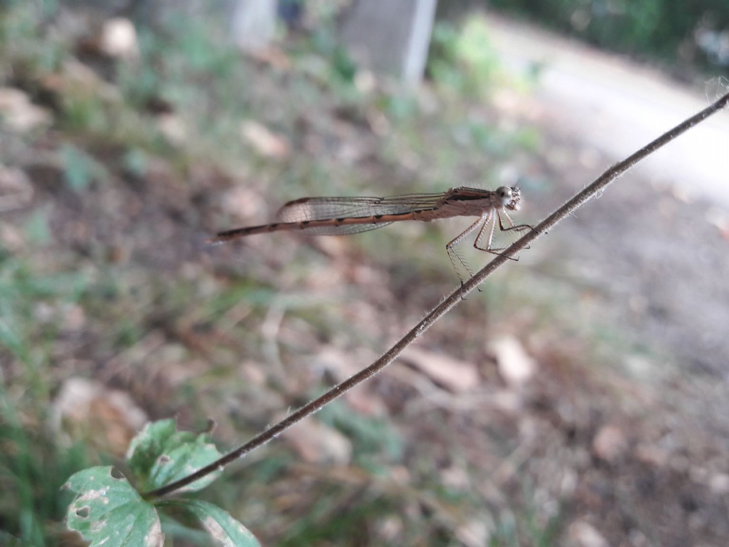 Libellula bianca?