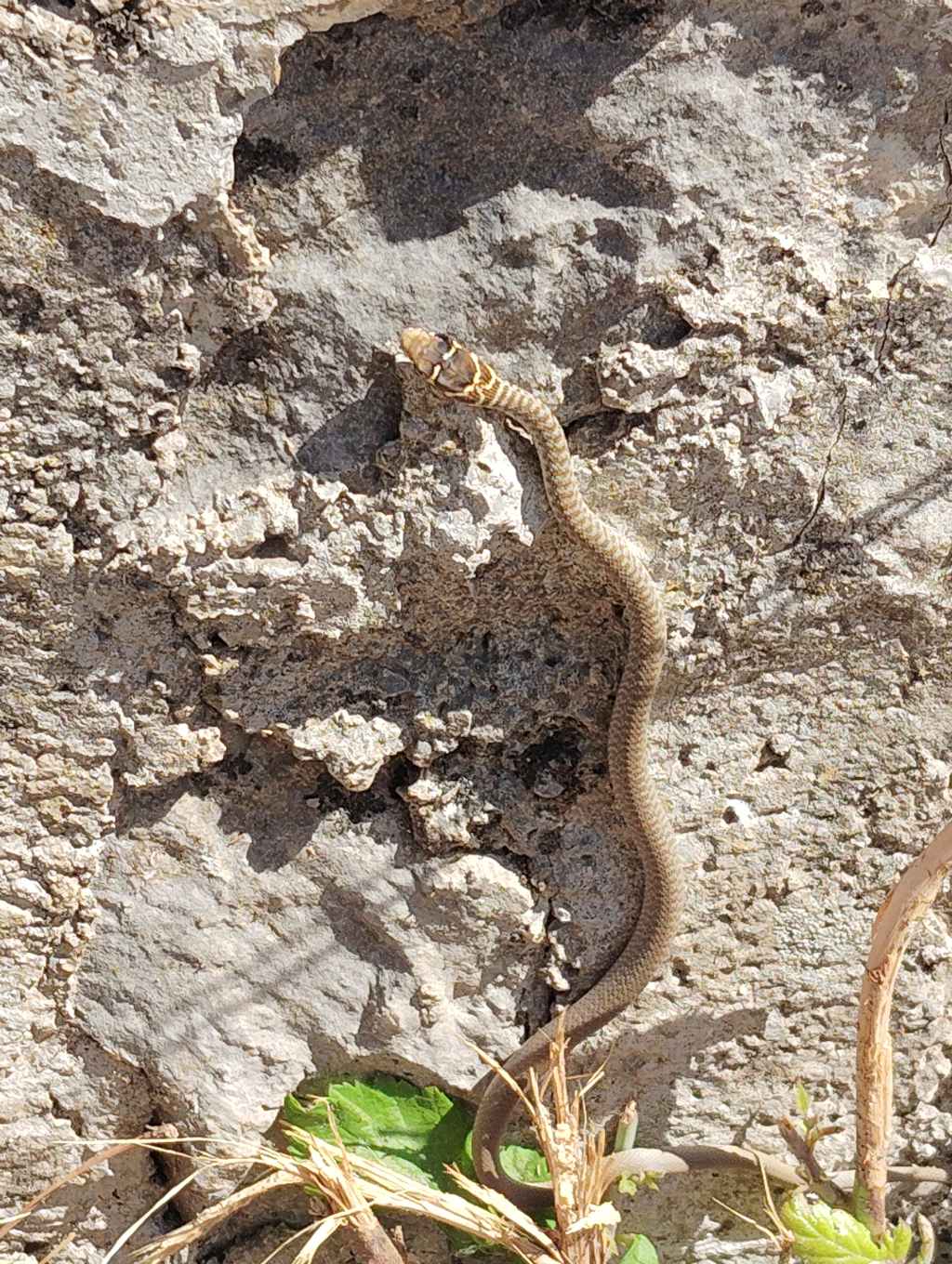 Giovanissimo serpente da identificare