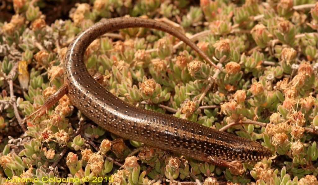 Gongilo sardo, Chalcides ocellatus tiligugu, (Gmelin, 1789)