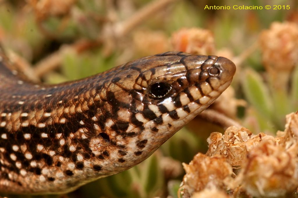 Gongilo sardo, Chalcides ocellatus tiligugu, (Gmelin, 1789)