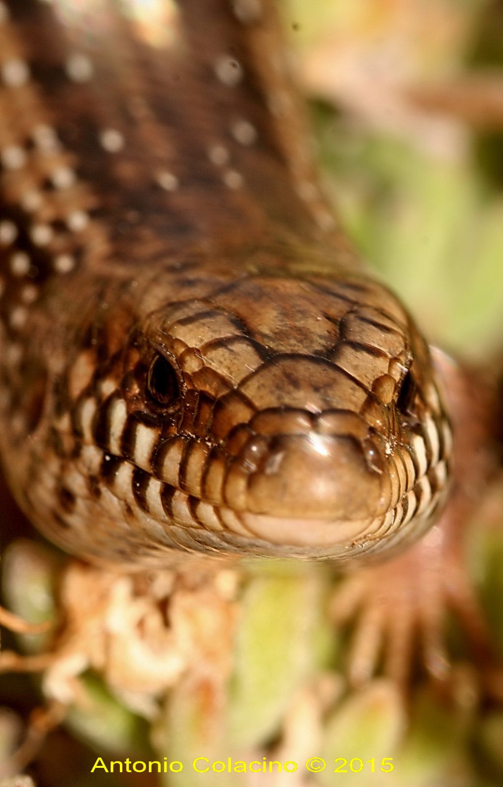 Gongilo sardo, Chalcides ocellatus tiligugu, (Gmelin, 1789)