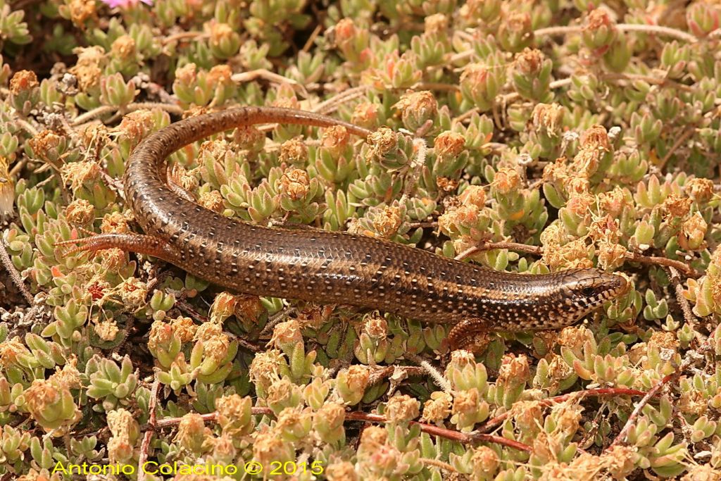 Gongilo sardo, Chalcides ocellatus tiligugu, (Gmelin, 1789)