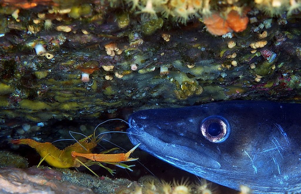 Stenopus spinosus e Conger conger