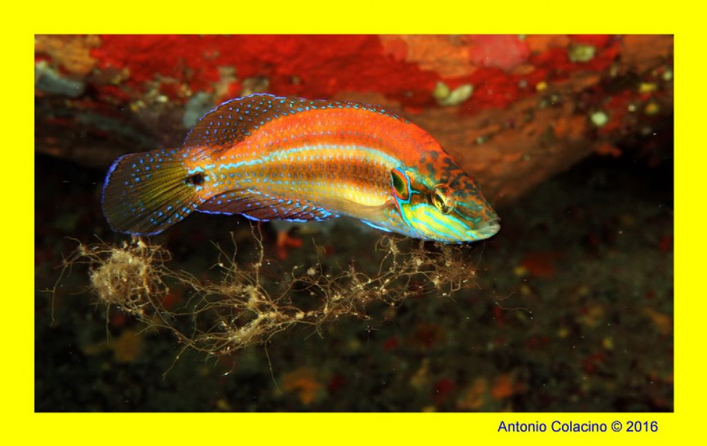 Symphodus mediterraneus (Tordo rosso) da Otranto