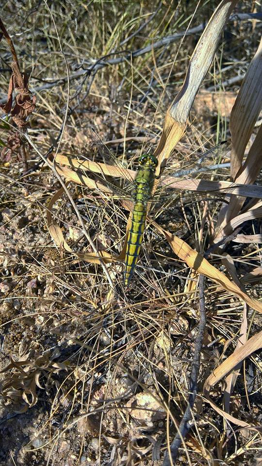 Orthetrum cancellatum, femmina