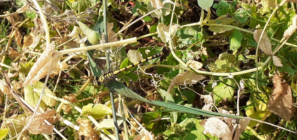 Identificazione libellula: Onychogomphus forcipatus forcipatus, femmina