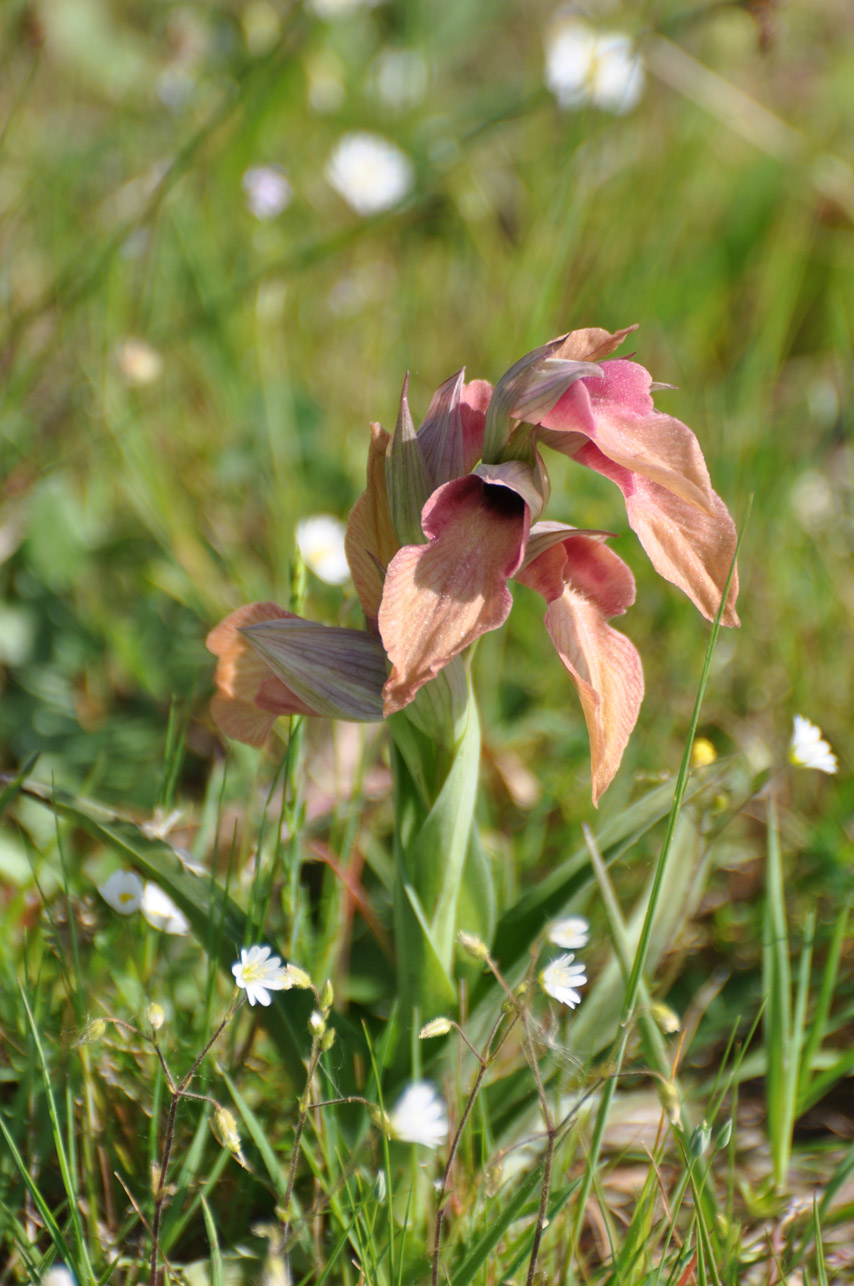 Serapias neglecta