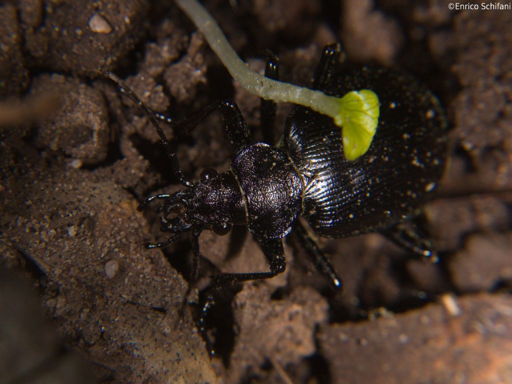 Calosoma inquisitor, Carabidae