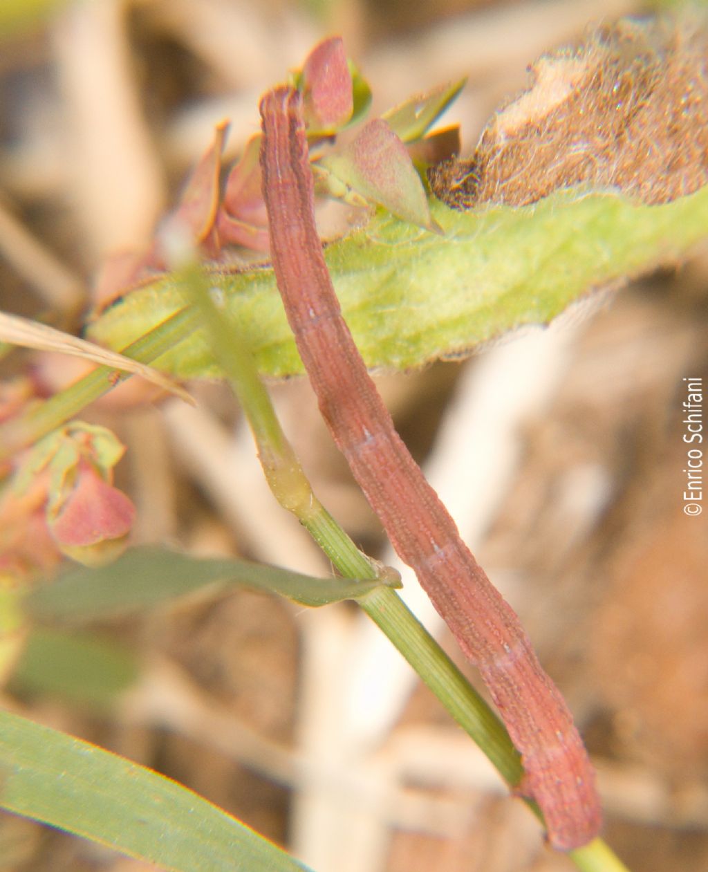 Bruco da ID1 - Geometridae Sterrhinae