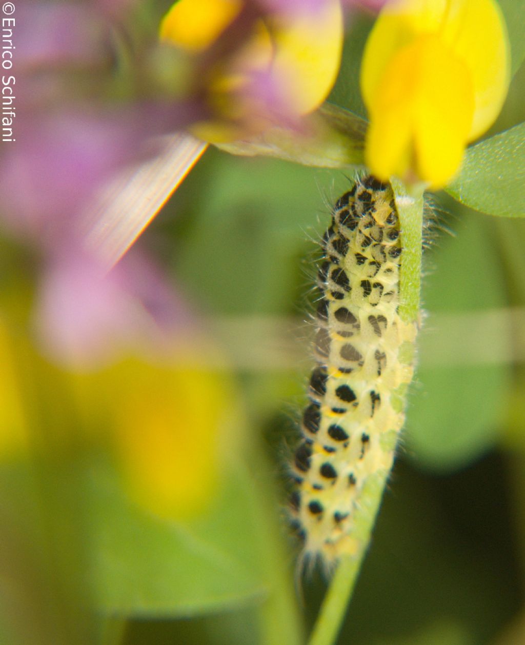 Bruco da ID4 - Cfr. Zygaena trifolii