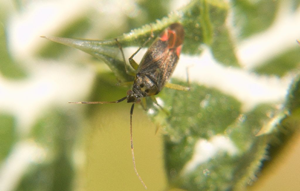 Miridae: Closterotomus trivialis della Sicilia (PA)