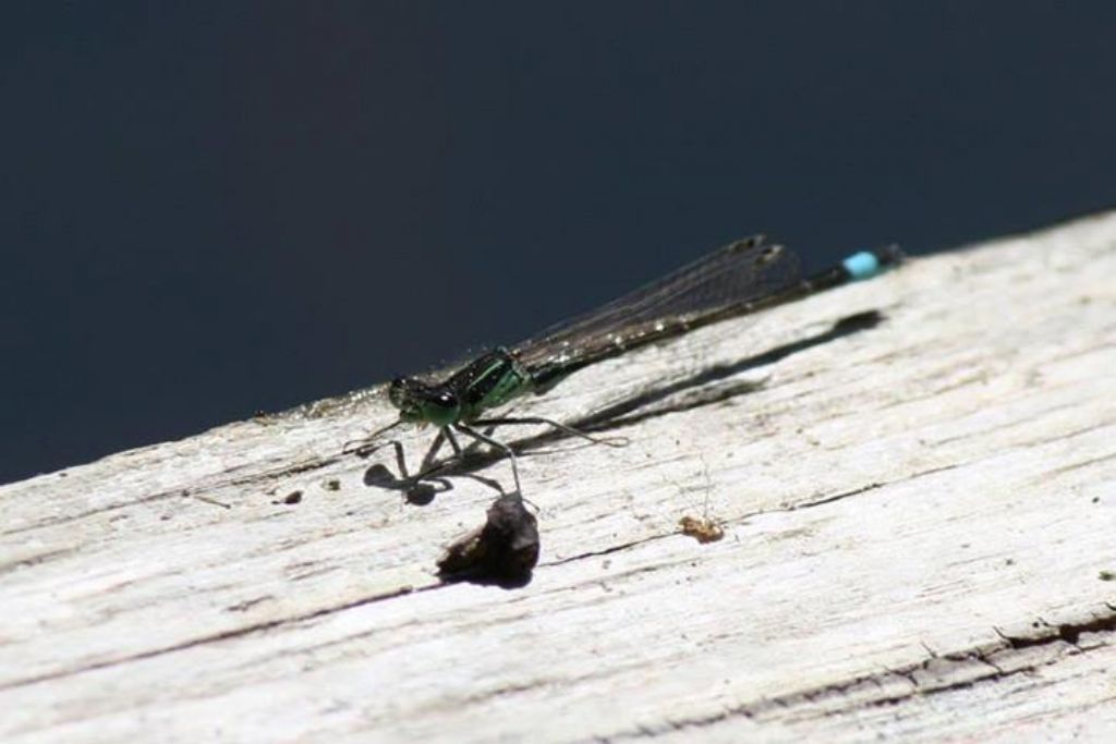 Zigottero: Ischnura genei (Coenagrionidae)