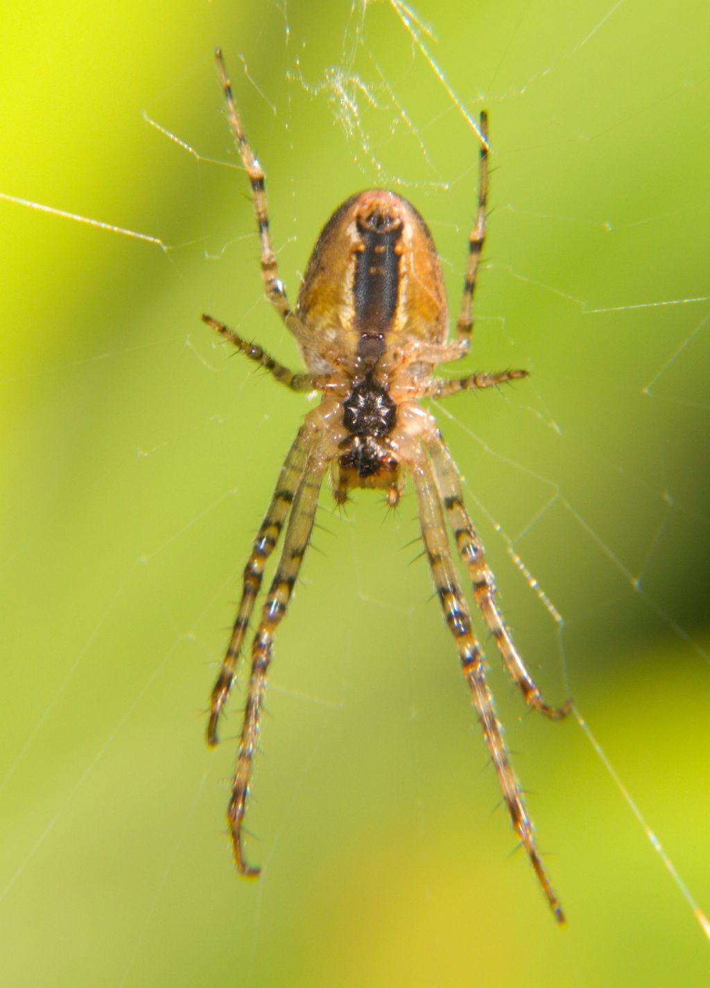 Metellina sp. - Mondello (PA)