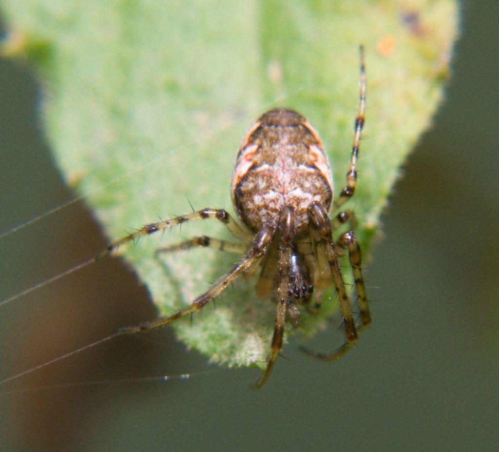 Metellina sp. - Mondello (PA)