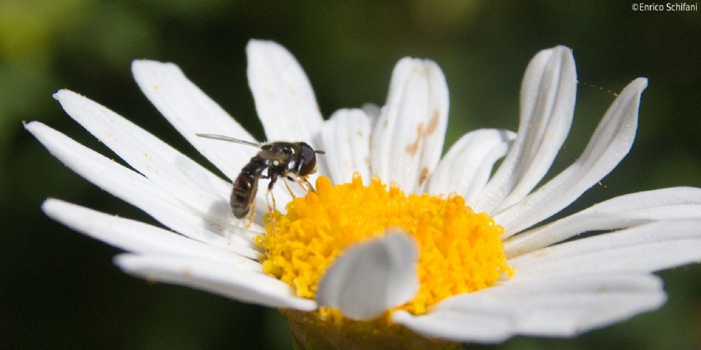 Syrphidae